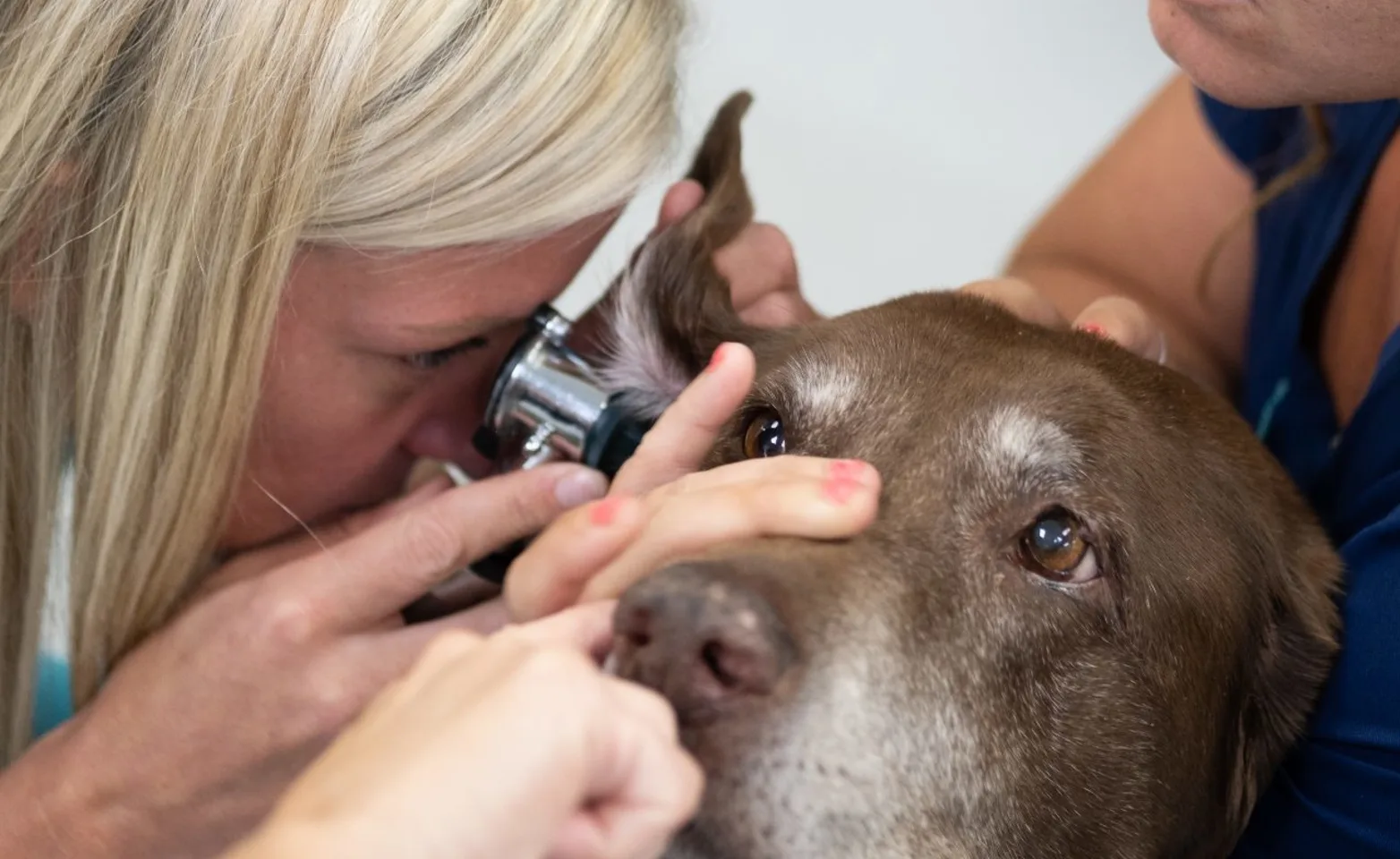 Atlantic Animal Hospital staff performing an ear exam on dog